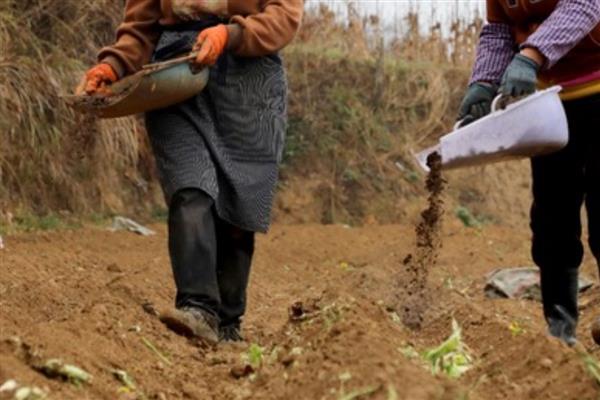 怎么种甜椒籽,栽种时需进行育苗处理