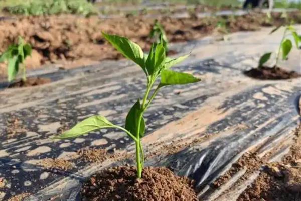 怎么种甜椒籽,栽种时需进行育苗处理