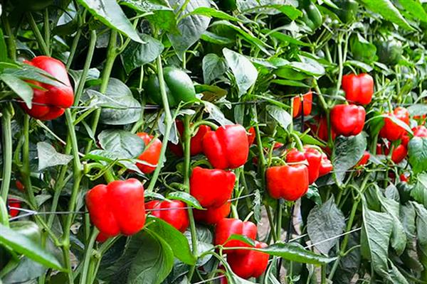 怎么种甜椒籽,栽种时需进行育苗处理