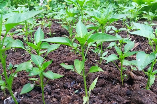 怎么种甜椒籽,栽种时需进行育苗处理