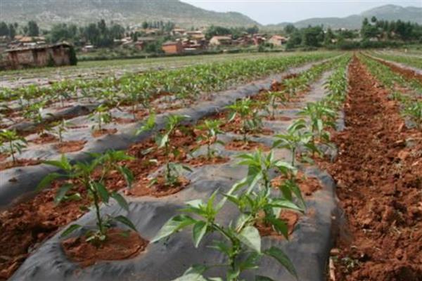 怎么种甜椒籽,栽种时需进行育苗处理