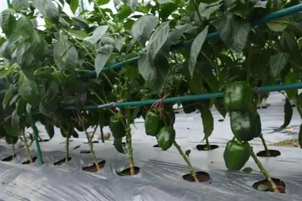 怎么种甜椒籽,栽种时需进行育苗处理