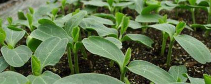 春季西瓜怎么育苗，首先要选择优质品种