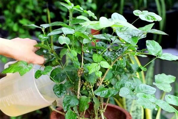 植物掉叶子的原因，浇水过多或通风不良均会导致