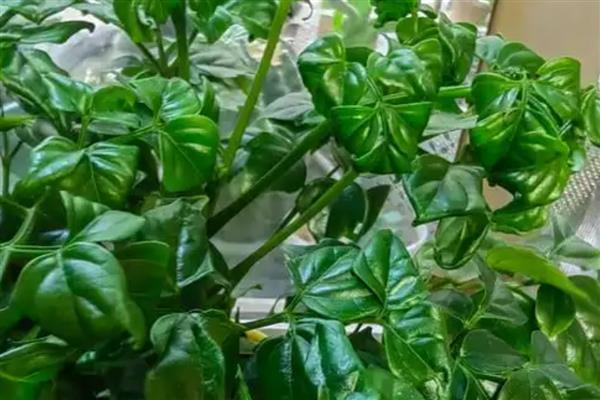 植物掉叶子的原因，浇水过多或通风不良均会导致
