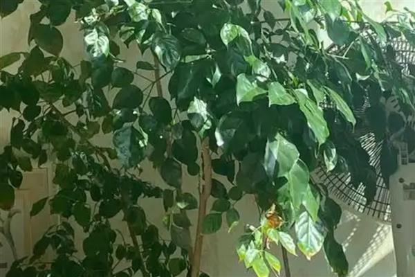 植物掉叶子的原因，浇水过多或通风不良均会导致