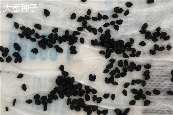 蔬菜种子怎么分辨新种和陈种，光泽、气味、颜色等方面均不同