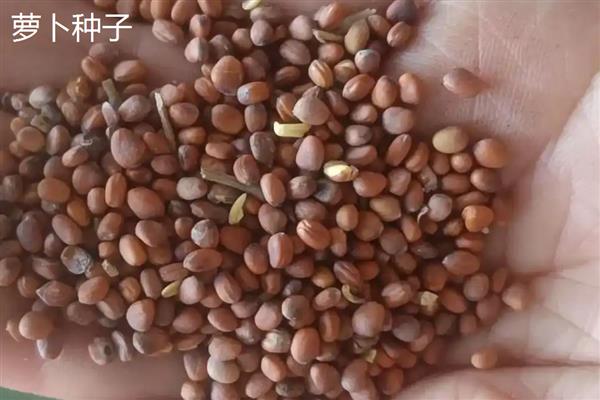 蔬菜种子怎么分辨新种和陈种，光泽、气味、颜色等方面均不同