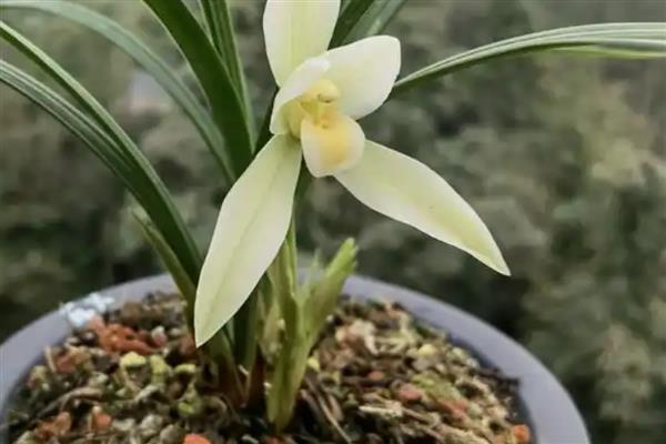 兰花有什么特点，花葶侧生或生于假鳞茎基部