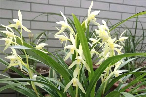 兰花有什么特点，花葶侧生或生于假鳞茎基部
