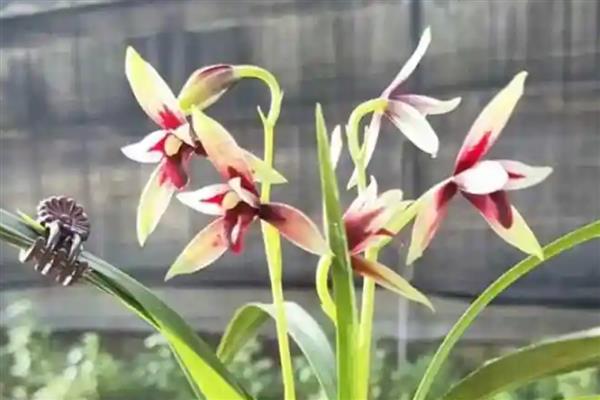 兰花有什么特点，花葶侧生或生于假鳞茎基部