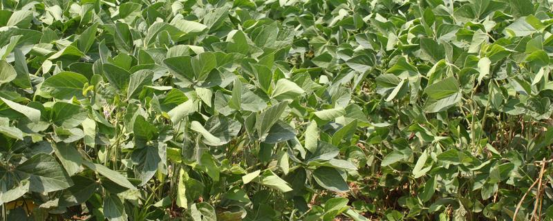 黄豆怎么种植，按照30厘米的株距进行点播