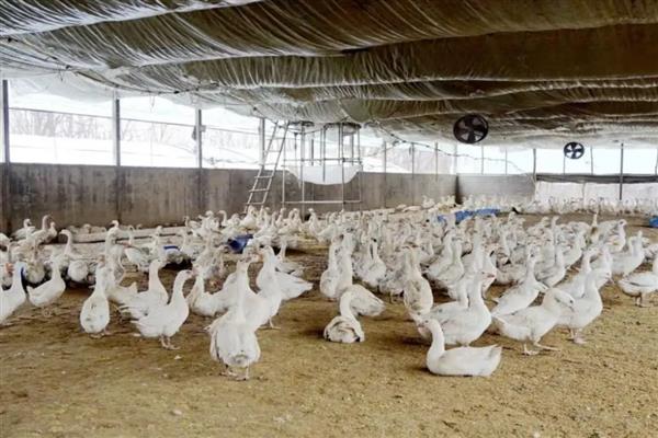 鹅曲霉菌病怎么防治，避免饲喂霉败饲料、不使用发霉垫草可以起到预防效果