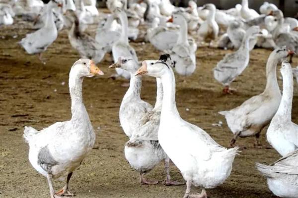 鹅曲霉菌病怎么防治，避免饲喂霉败饲料、不使用发霉垫草可以起到预防效果