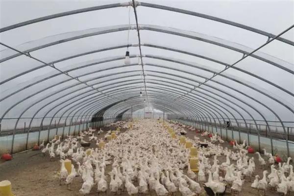 鹅曲霉菌病怎么防治，避免饲喂霉败饲料、不使用发霉垫草可以起到预防效果