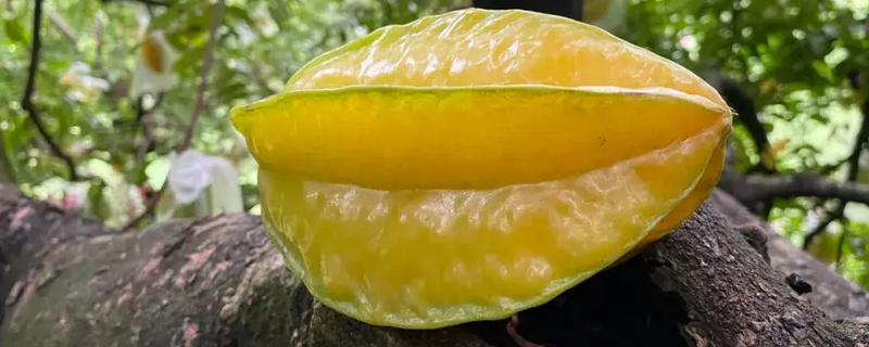 判断杨桃是否成熟的方法，果实成熟后会变成黄色或黄绿色