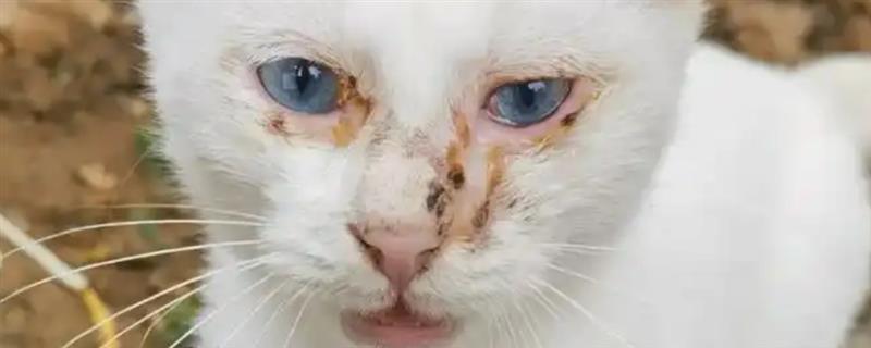 猫咪眼睛流脓睁不开如何处理，用生理盐水清洗眼睛并做好卫生工作