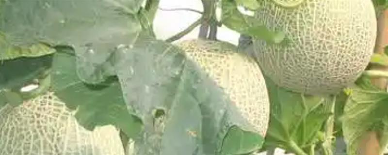 南方什么时候种植哈密瓜，主要集中在1-2月份和8-9月份
