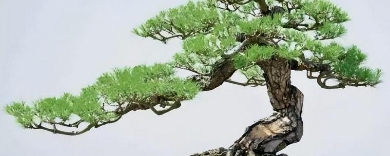 罗汉松盆景怎么修剪，剪除病虫枝可避免病虫害蔓延