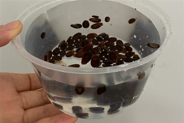 西瓜一年能种几季，一年可以种四季