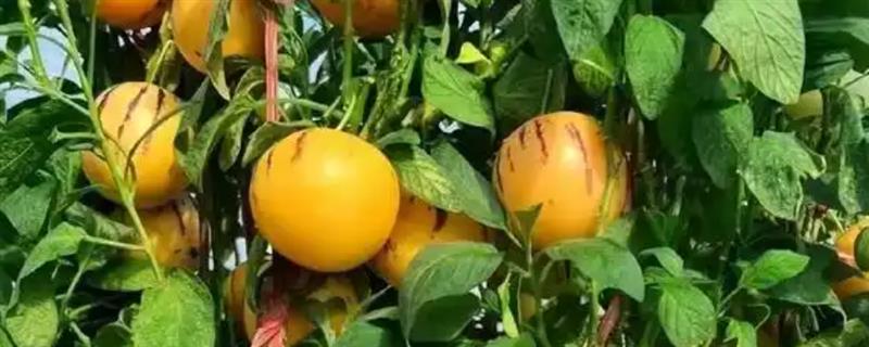 怎么种植人参果，萌发主枝时需注意修剪
