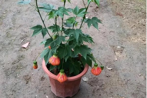 悬铃花是不是爬藤植物，枝叶可攀爬依附在墙体上生长