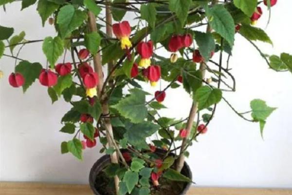 悬铃花是不是爬藤植物，枝叶可攀爬依附在墙体上生长