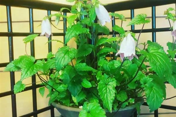 悬铃花是不是爬藤植物，枝叶可攀爬依附在墙体上生长