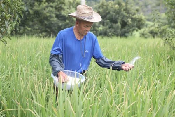 中晚稻怎么使用穗肥，根据田间状况决定施肥量