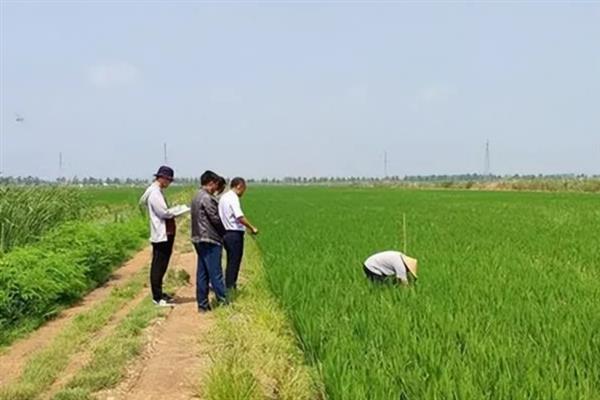 中晚稻怎么使用穗肥，根据田间状况决定施肥量