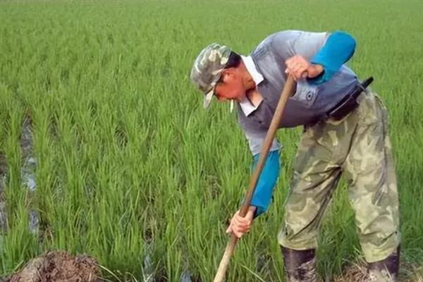 中晚稻怎么使用穗肥，根据田间状况决定施肥量