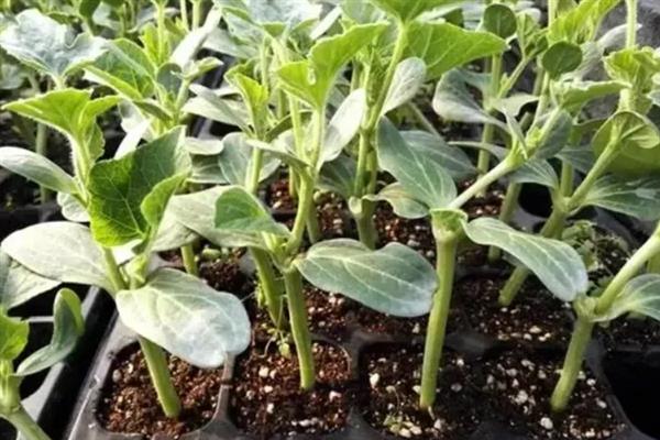 春季西瓜怎么育苗，首先要选择优质品种