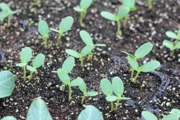 春季西瓜怎么育苗，首先要选择优质品种