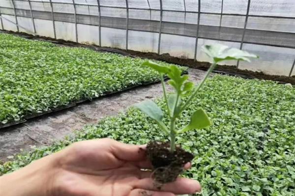 春季西瓜怎么育苗，首先要选择优质品种
