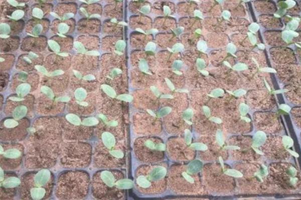 春季西瓜怎么育苗，首先要选择优质品种