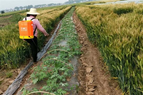 春季西瓜怎么育苗，首先要选择优质品种