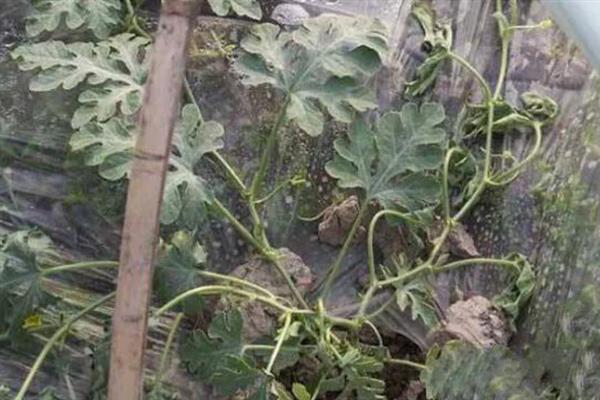 春季西瓜怎么育苗，首先要选择优质品种