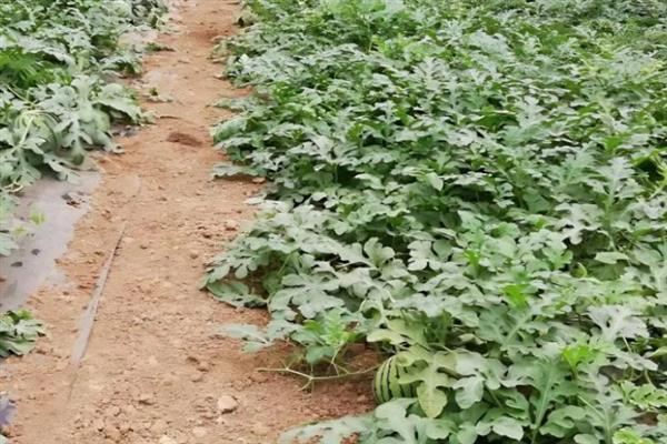 春季西瓜怎么育苗，首先要选择优质品种