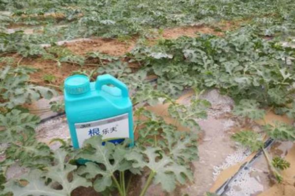 春季西瓜怎么育苗，首先要选择优质品种