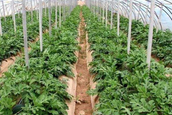 春季西瓜怎么育苗，首先要选择优质品种