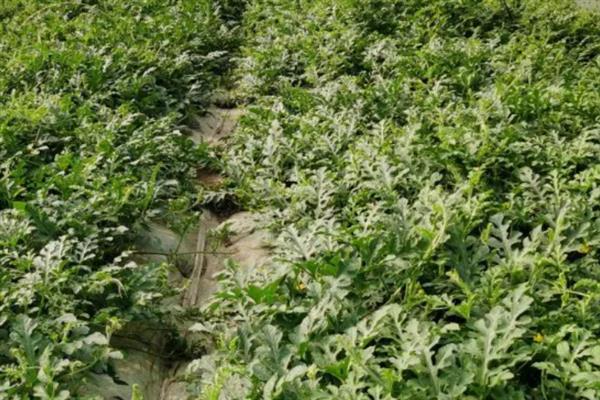 春季西瓜怎么育苗，首先要选择优质品种