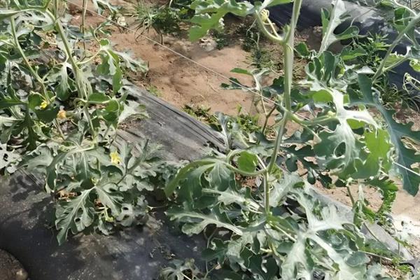 春季西瓜怎么育苗，首先要选择优质品种