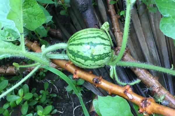 春季西瓜怎么育苗，首先要选择优质品种