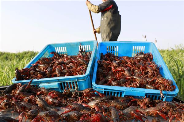 各种海鲜怎么养殖，养龙虾要把水温保持在20℃左右