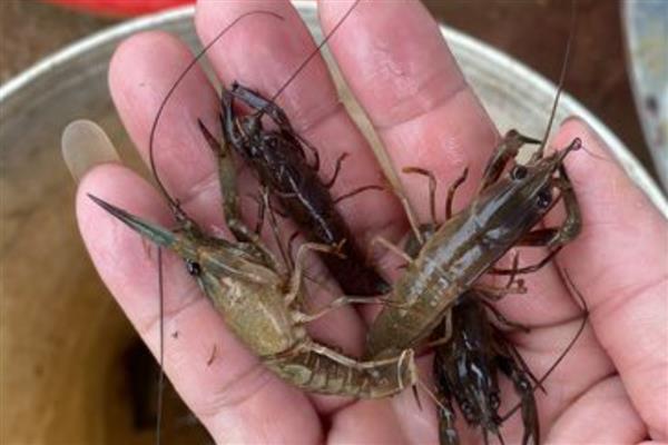 各种海鲜怎么养殖，养龙虾要把水温保持在20℃左右