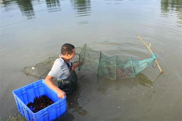 各种海鲜怎么养殖，养龙虾要把水温保持在20℃左右