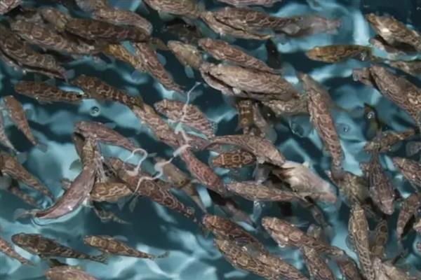 各种海鲜怎么养殖，养龙虾要把水温保持在20℃左右