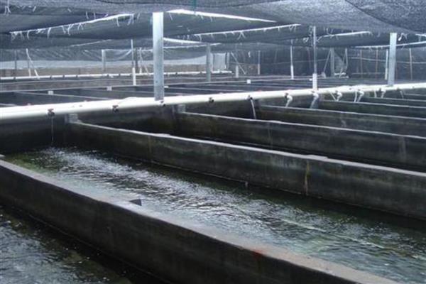 各种海鲜怎么养殖，养龙虾要把水温保持在20℃左右