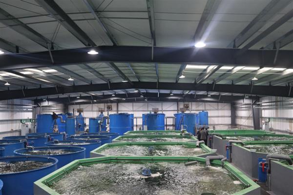 各种海鲜怎么养殖，养龙虾要把水温保持在20℃左右