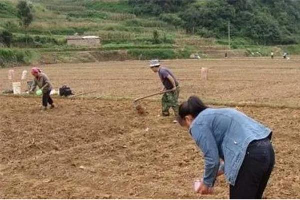 怎么种植人参果，萌发主枝时需注意修剪